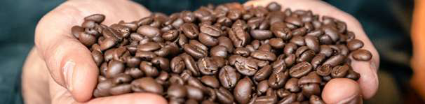Geröstete Kaffeebohnen in Händen